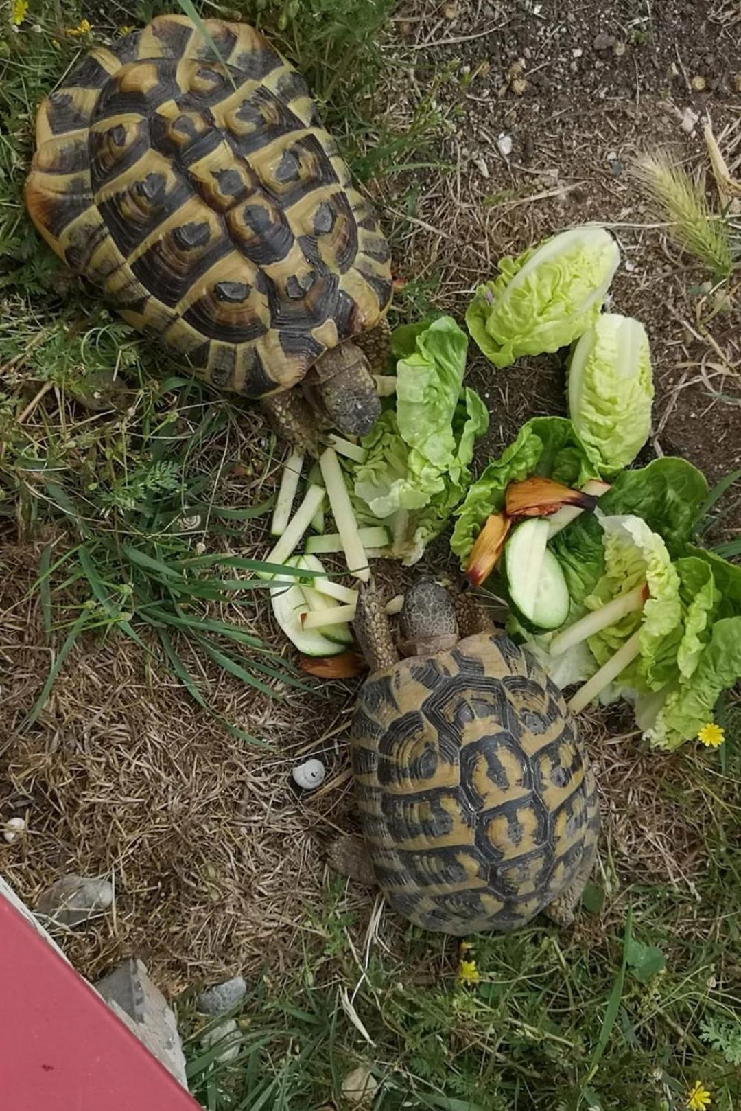 Appartamento La Ferme Du Grand Bois Mouterre-Silly Esterno foto